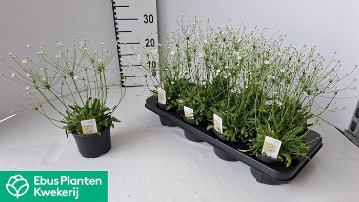 <h4>ANDROS ALBANA</h4>