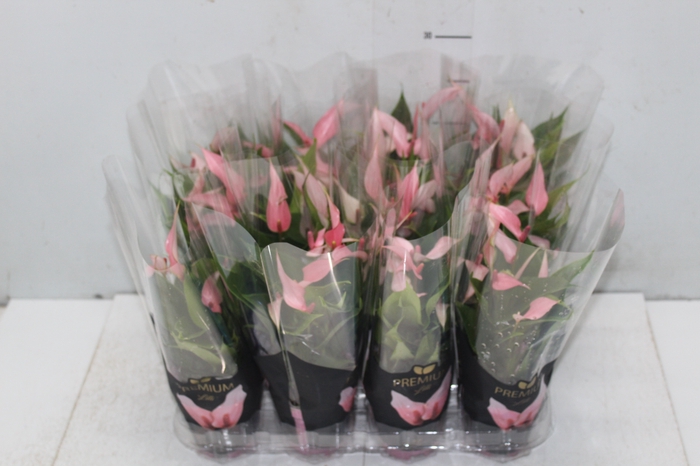 <h4>ANTHURIUM LILLI P09 PREMIUM</h4>