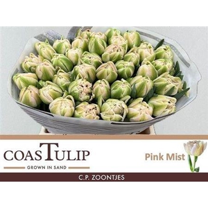 Tu [coas] Du Pink Mist