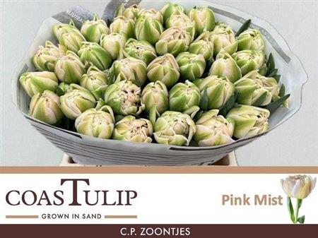 <h4>Tu [coas] Du Pink Mist</h4>