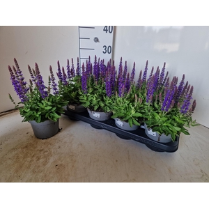 SALVIA NE SE DP BLUE