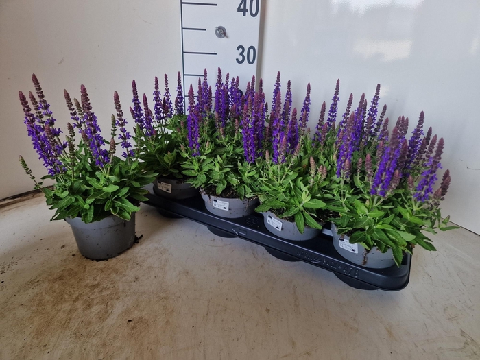 <h4>SALVIA NE SE DP BLUE</h4>