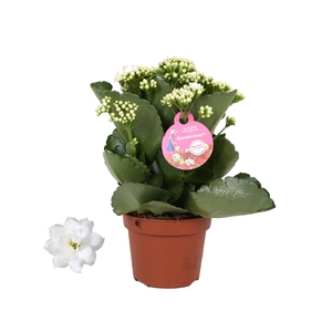 Kalanchoe Gardenlina 12cm wit