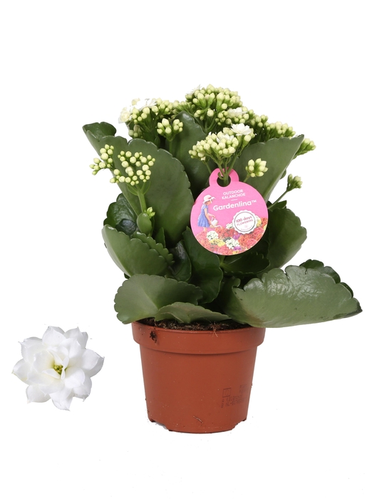 <h4>Kalanchoe Gardenlina 12cm wit</h4>