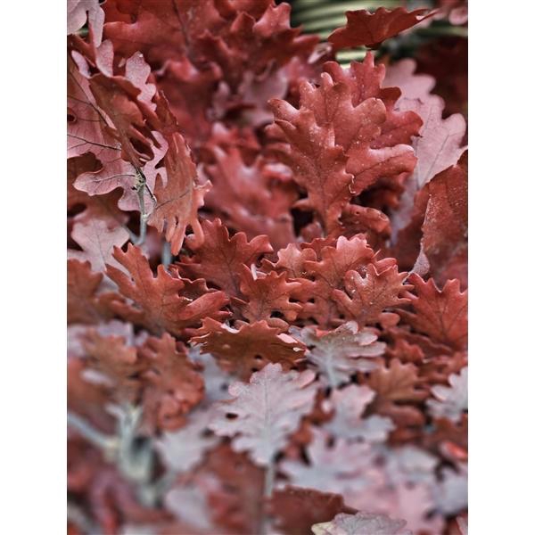 <h4>GESTABILISEERD EIK ROOD</h4>