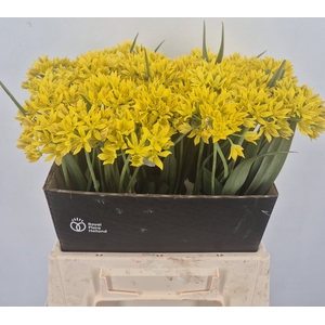 ALLIUM MO JEANNINE