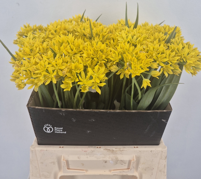 <h4>ALLIUM MO JEANNINE</h4>