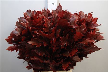<h4>Querc Rub Ov Klb H% Rood</h4>