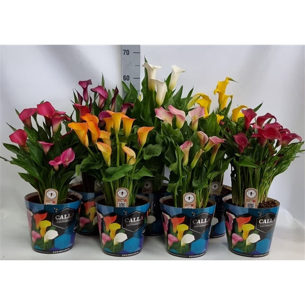 <h4>Zantedeschia 19cm potcover Blauw - mix</h4>