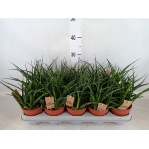 Sansevieria  'Fernwood'