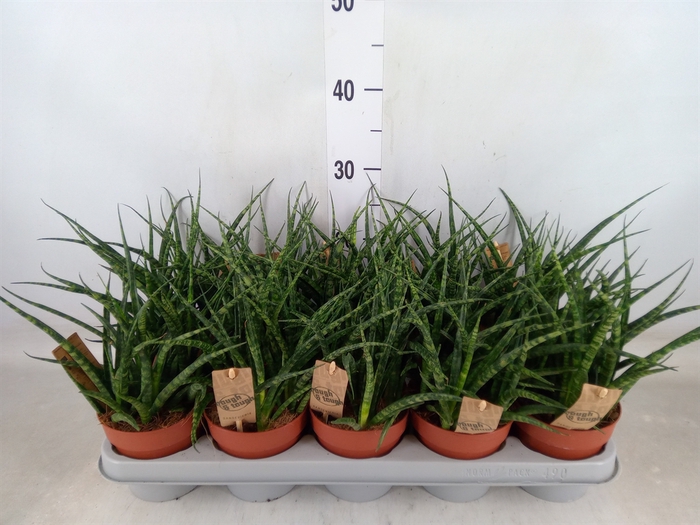 <h4>Sansevieria  'Fernwood'</h4>