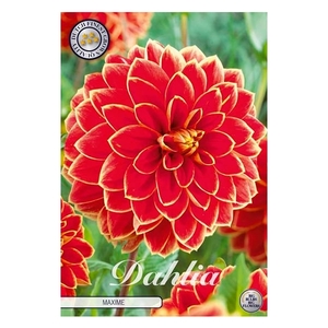 Dahlia Maxime x 1l