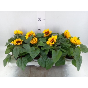 Helianthus an. 'Tiger Eye'