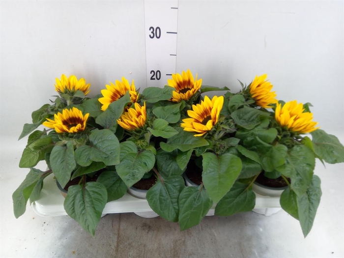 <h4>Helianthus an. 'Tiger Eye'</h4>