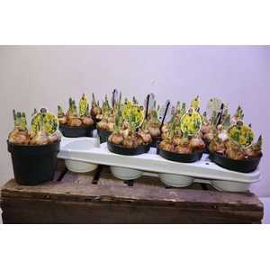 Narc Adriana Geertruida