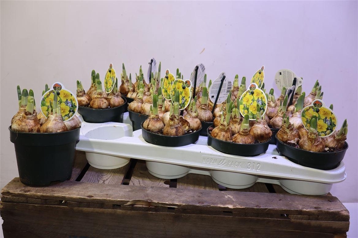 <h4>arr8 Narc Adriana Geertruida</h4>