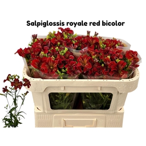 Salpiglossis Royale Red