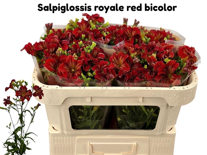 <h4>Salpiglossis Royale Red</h4>