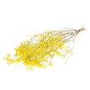 Gypsophila SB yellow