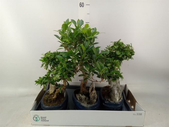 <h4>Bonsai   ...mix</h4>