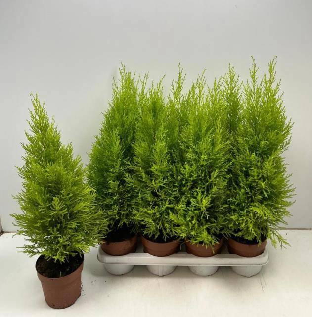 <h4>CUPR MA GOLDC WILMA</h4>