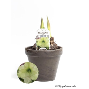 HIPPEASTRUM-HYBRID