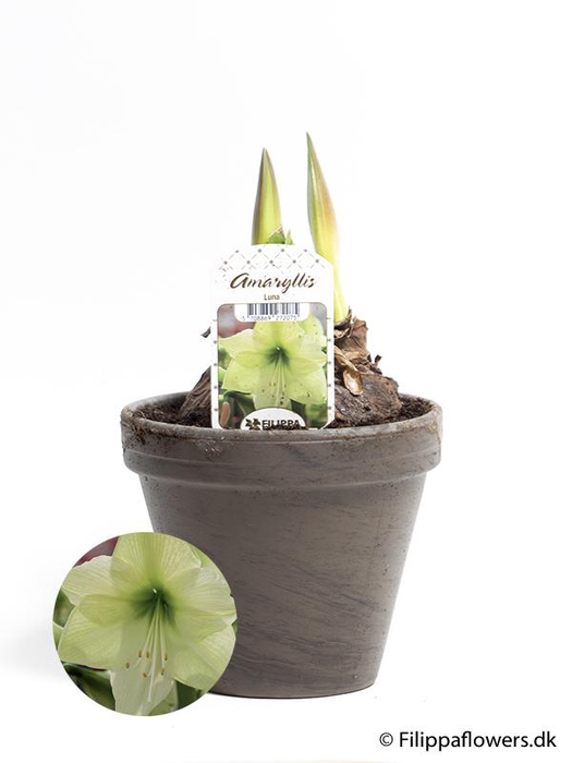 <h4>HIPPEASTRUM-HYBRID</h4>