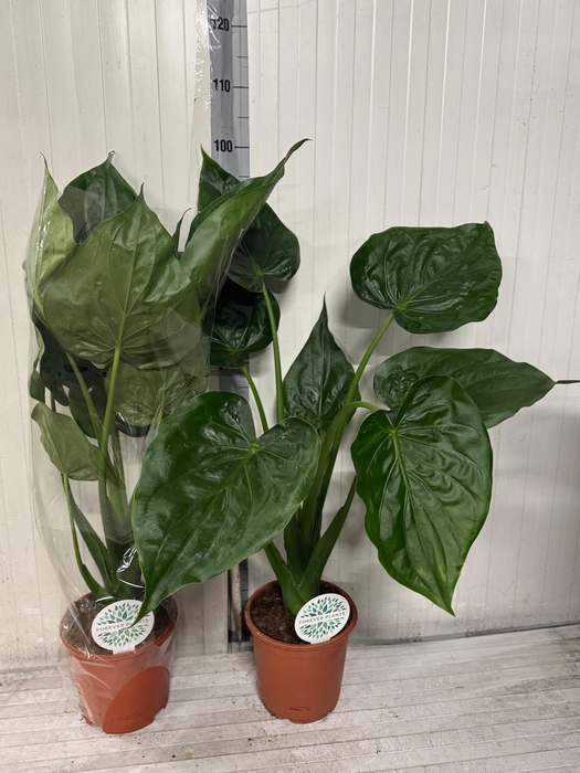 <h4>ALOC CUCULLATA</h4>