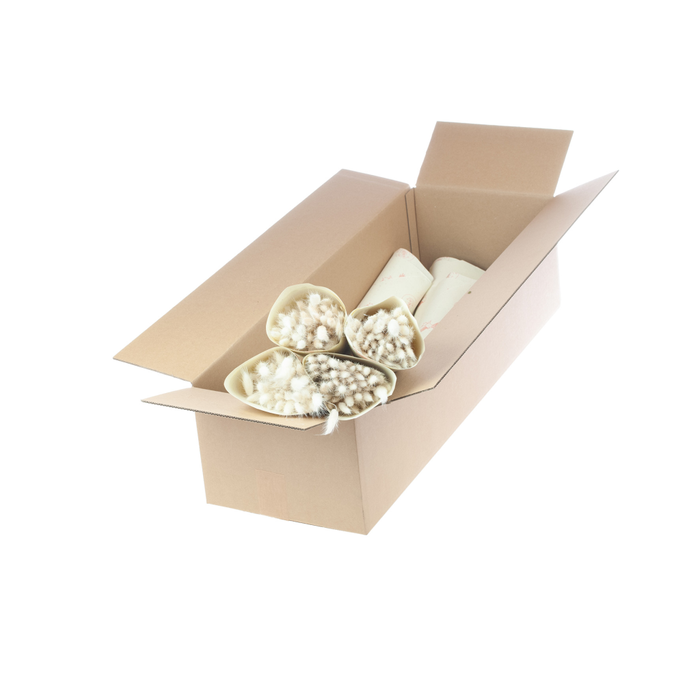 <h4>Lagurus bleached white</h4>