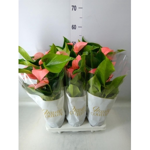 Anthurium andr. 'FC Festivo Lux'