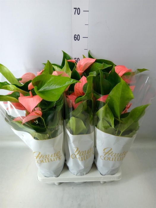 <h4>Anthurium andr. 'FC Festivo Lux'</h4>