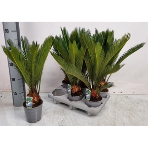CYCAS REVOLUTA