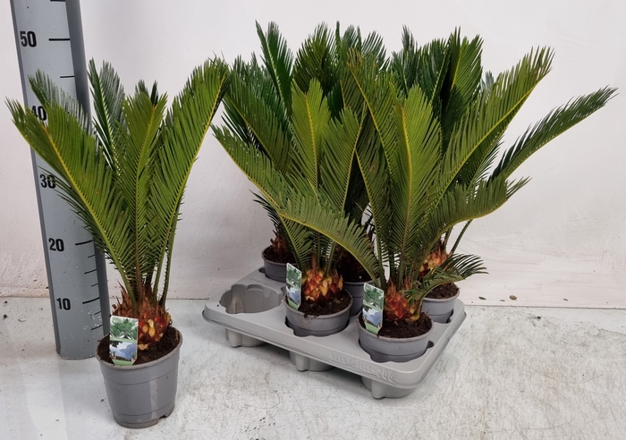 <h4>CYCAS REVOLUTA</h4>