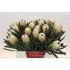 Protea White Night