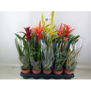 Bromelia   ...mix