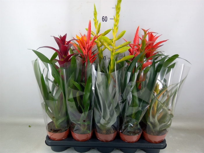<h4>Bromelia   ...mix</h4>