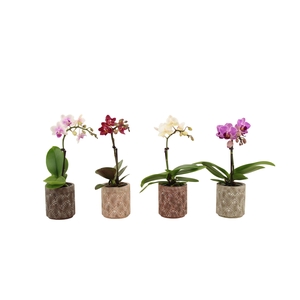 Brett Tiny Dolls Mix 1T7+ Aqu@