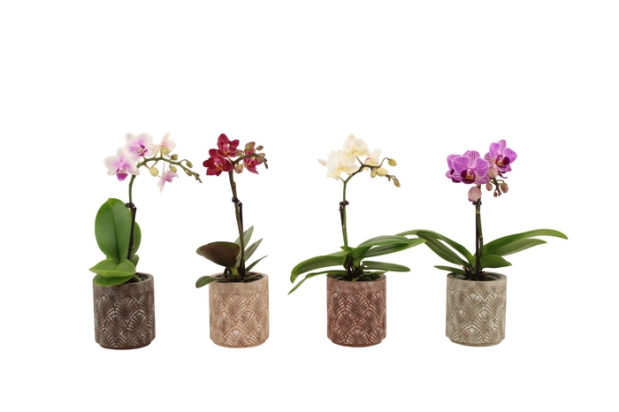 <h4>Brett Tiny Dolls Mix 1T7+ Aqu@</h4>