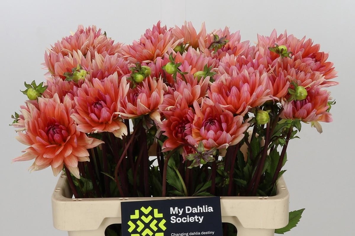<h4>Dahlia Schneckenstein</h4>