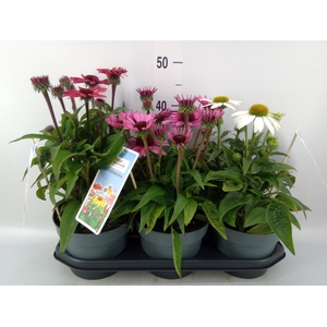 Echinacea purp.