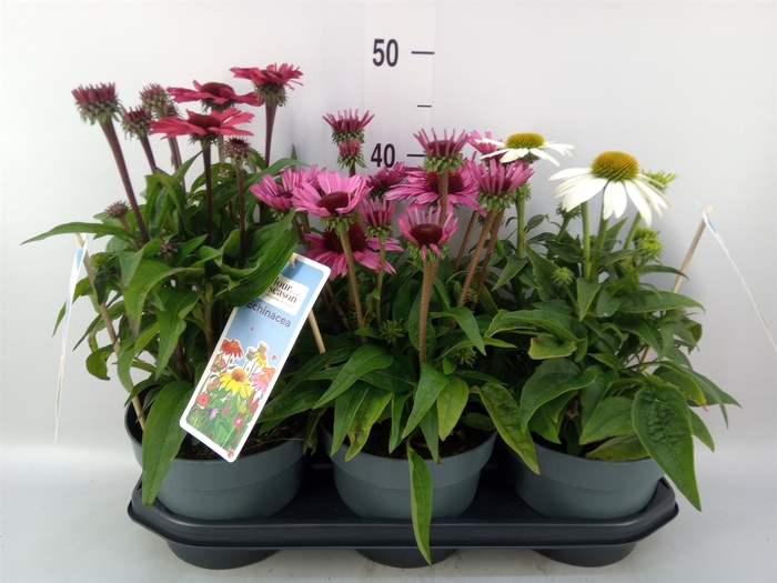 <h4>Echinacea purp.</h4>
