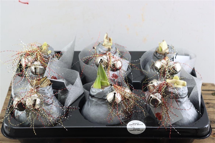 <h4>Wax Hipp Jingle Bellz Silver</h4>