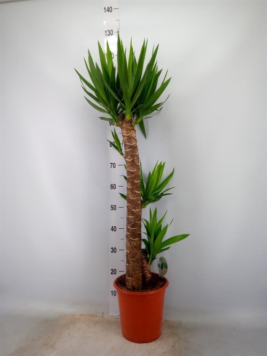 <h4>Yucca   ...</h4>