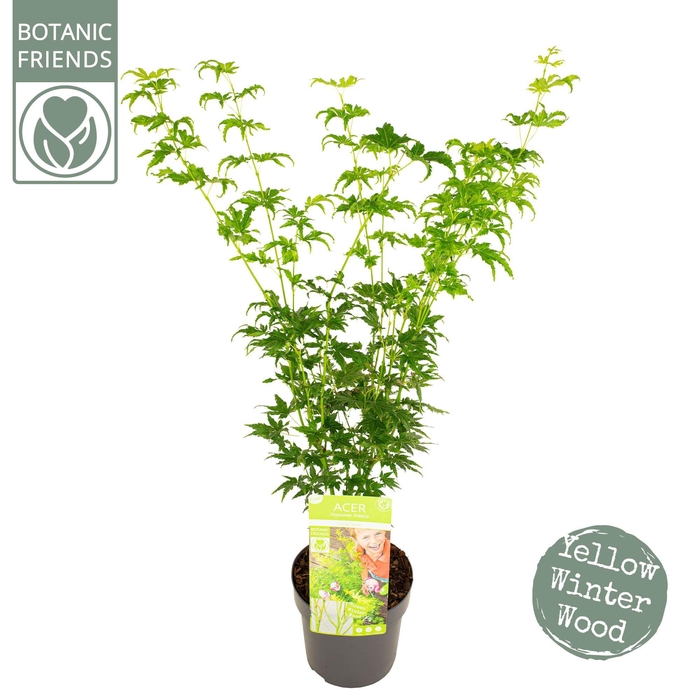 <h4>Acer palm. 'Going Green'®</h4>