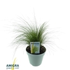 Stipa Tenuifolia Pony Tails