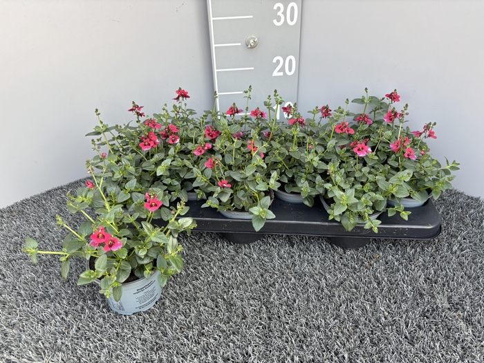 <h4>DIAS F C UPR RED</h4>