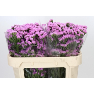 Limonium Sinuatum Pink Rosa