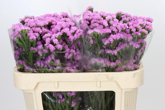 <h4>Limonium Sinuatum Pink Rosa</h4>