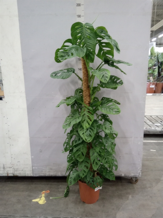 <h4>Monstera obliqua 'Monkey Mask'</h4>