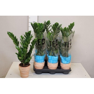 ZAMIO ZAMIIFOLIA